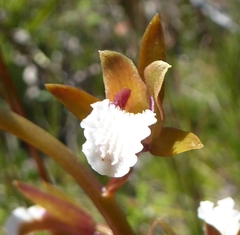 Eulophia lamellata