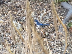 Aphelocoma insularis