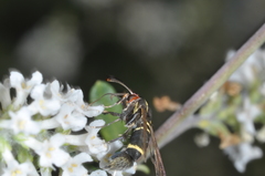 Aegerina