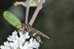 Aegerina