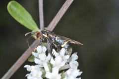 Aegerina