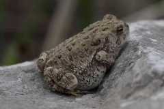 Anaxyrus fowleri