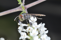 Aegerina