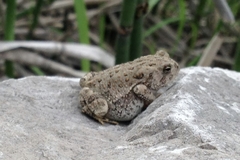Anaxyrus fowleri