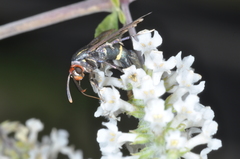 Aegerina