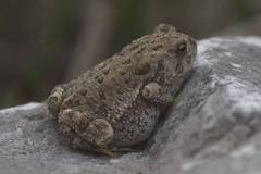 Anaxyrus fowleri