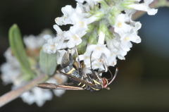 Aegerina