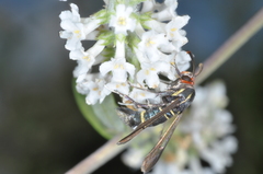 Aegerina