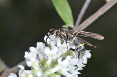 Aegerina