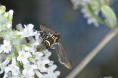 Aegerina