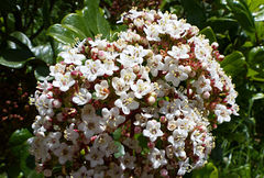 Viburnum treleasei