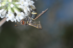 Aegerina