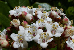 Viburnum treleasei
