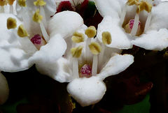 Viburnum treleasei
