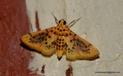 Conogethes