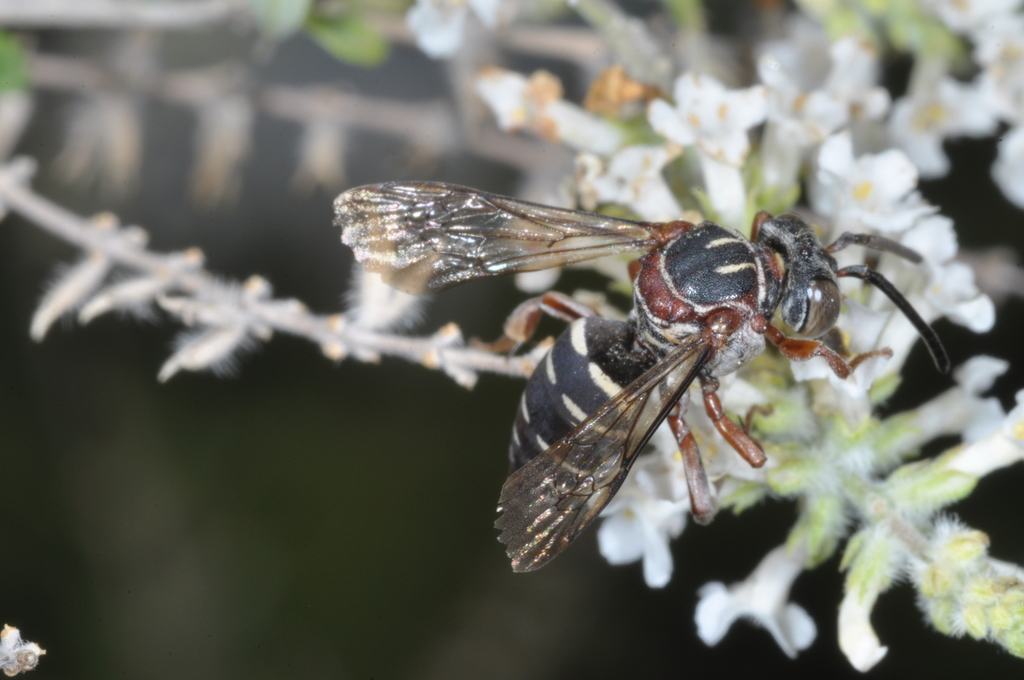 Osiriform Digger-Cuckoo
