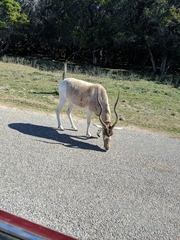 Addax nasomaculatus