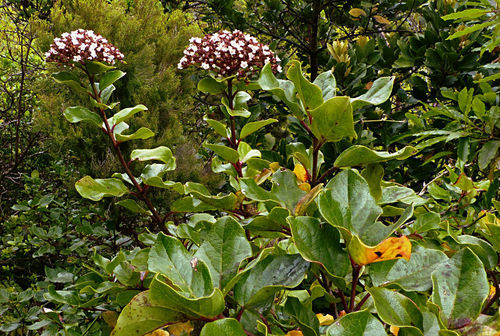 Azorean Laurustinus