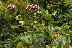 Viburnum treleasei