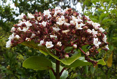 Viburnum treleasei