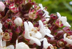 Viburnum treleasei