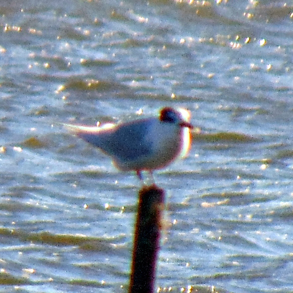 Sandwich Tern