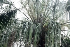 Livistona decora