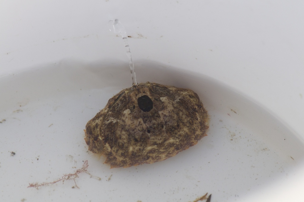 Photo of Flamboyant Box Crab (Calappa flammea)