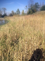 Pseudacris triseriata