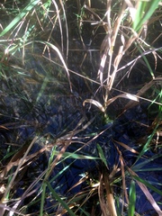 Pseudacris triseriata