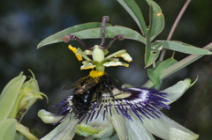 Xylocopa atamisquensis
