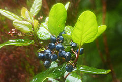 Viburnum treleasei