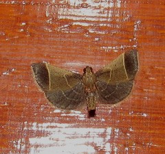 Hypsopygia amoenalis