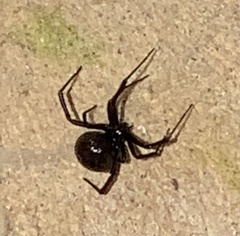 Latrodectus variolus