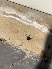 Latrodectus variolus