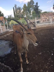 Tragelaphus
