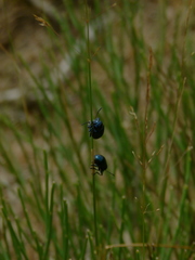 Chrysochus asclepiadeus