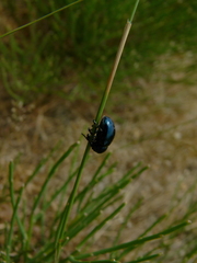 Chrysochus asclepiadeus