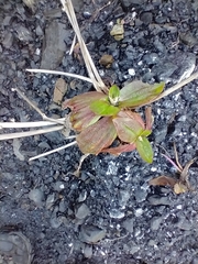 Plantago subnuda