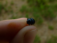 Chrysochus asclepiadeus