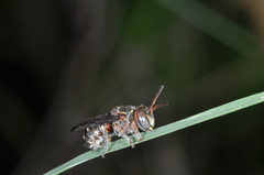 Epanthidium