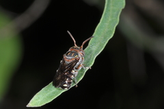 Epanthidium