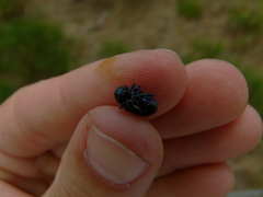 Chrysochus asclepiadeus