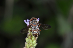 Epanthidium