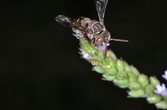Epanthidium