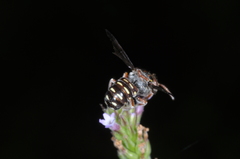 Epanthidium