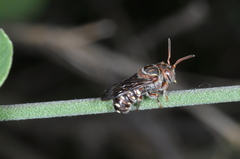 Epanthidium