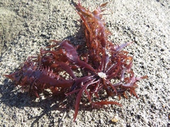 Chondracanthus chamissoi