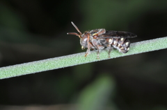 Epanthidium