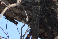 Thryomanes bewickii